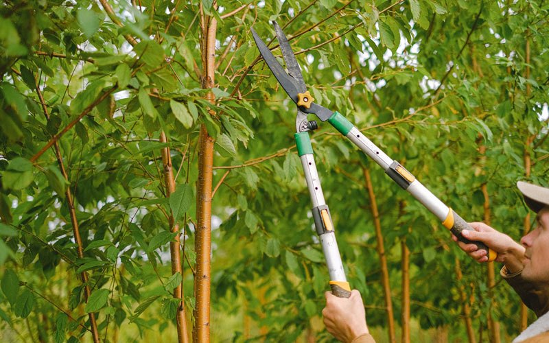 Tree trimming in Saint John, ND