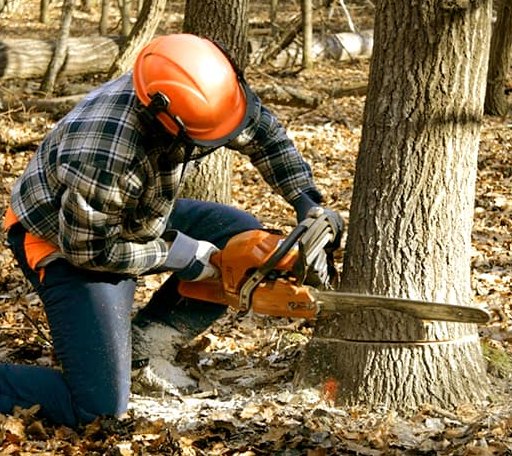 Tree Removal in Saint John, ND